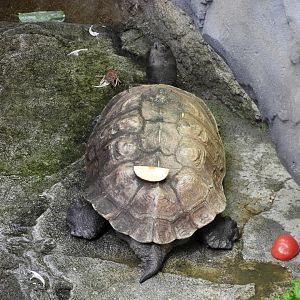 How did this apple get on my back?