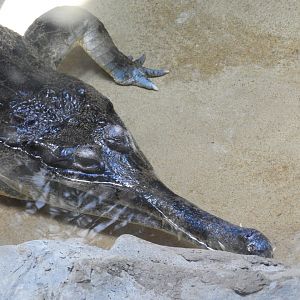 Malayan Gharial (Tomistoma schlegelii)