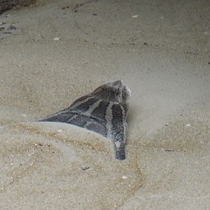 Asian Narrow-Headed Softshell Turtle (Chitra chitra)