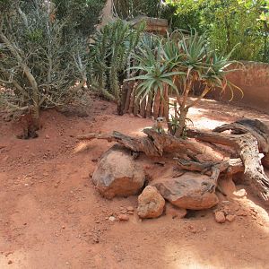 meerkat exhibit