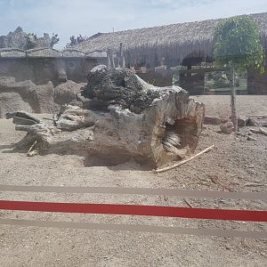 Crested porcupine enclosure 19 May 2018