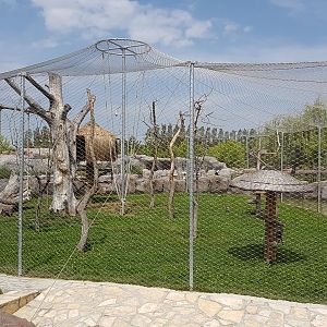 Grivet enclosure 19 May 2018