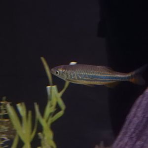 prob. Giant Danio (Devario aequipinnatus)