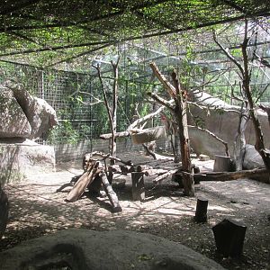 patas monkey exhibit