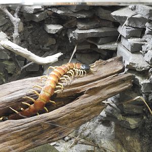 Giant Desert Centipede (Scolopendra heros)