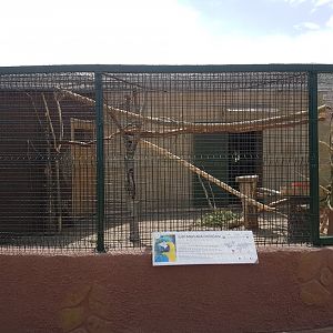 Outdoor blue and yellow macaw enclosure 19 May 2018