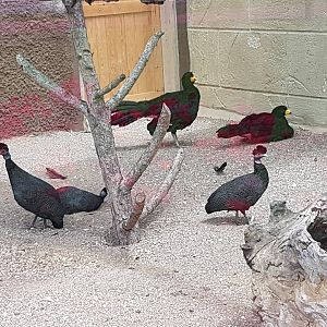 Crested guinea fowl and black curassow 19 May 2018