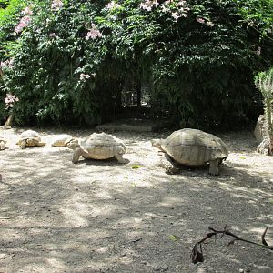 sulcata tortoises