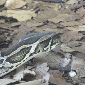 indian rock python