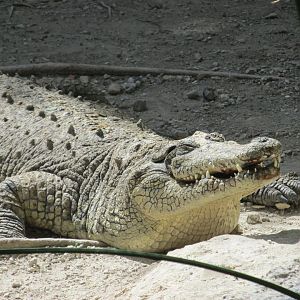 morelet´s crocodile