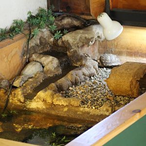Turtle Enclosure