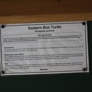 Eastern Box Turtle Signage