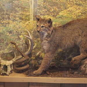 Stuffed Bobcat