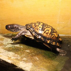 Eastern Box Turtle