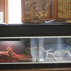 Bearded Dragon Terrarium