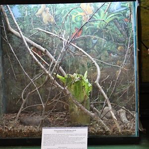 Walking Stick Terrarium