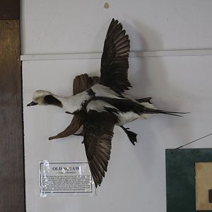 Stuffed Long-Tailed Duck