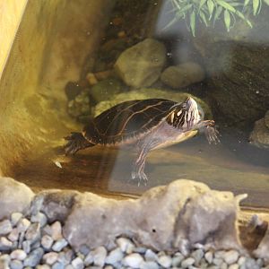 Eastern Painted Turtle