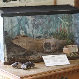 Chilean Rose-Haired Tarantula Terrarium