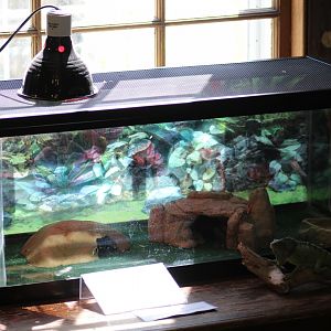 Leopard Gecko Terrarium