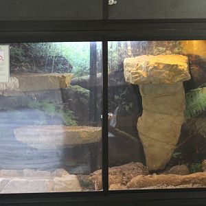 Sinaloan Milksnake Terrarium