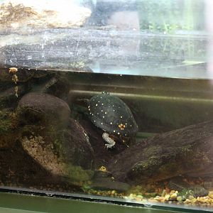 Spotted Turtle