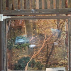 Northern Saw-Whet Owl Enclosure