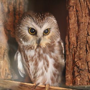 Northern Saw-Whet Owl