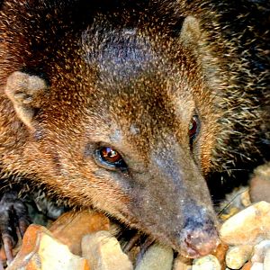 Cusimanse;  Shepreth; 30th June 2018