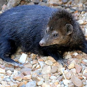 Cusimanse; Shepreth; 30th June 2018