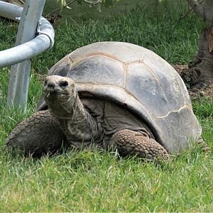 Aldabra Tortoise