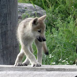 Arctic Wolf cub