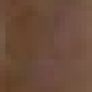 Geoffroy's spider monkey