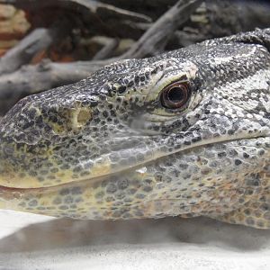Nile monitor closeup
