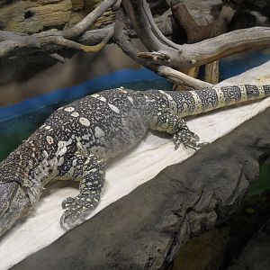 Nile monitor