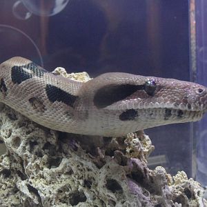 Red-tailed boa
