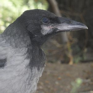 Hooded crow juvenile