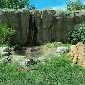 Chimpanzee Habitat