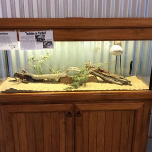 Leopard tortoise baby enclosure