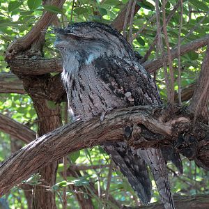 Australia - Walk-through Aviary Yard - Tawny Frogmouth