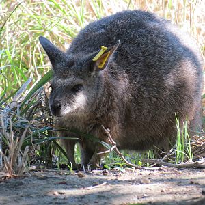 Australia - Walk-through Aviary Yard - Tammar Wallaby