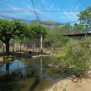 Australia - Walk-through Aviary Yard