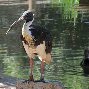 Australia - Walk-through Aviary Yard - Straw-necked Ibis