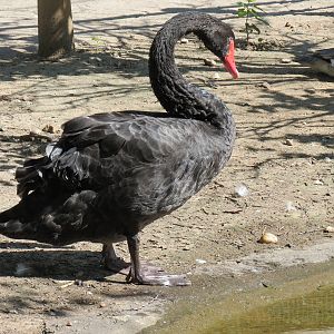 Australia - Walk-through Aviary Yard - Black Swan
