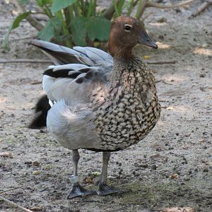 Australia - Walk-through Aviary Yard - Australian Wood Duck
