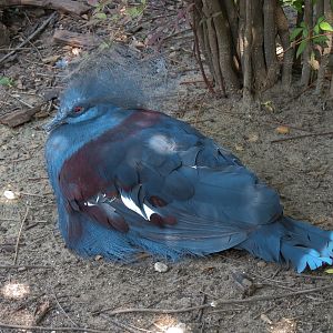 Australia - Walk-through Aviary Yard - Blue-crowned Pigeon
