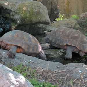 South America - Walk-through Aviary Yard - Jamaican Iguana and Yellow-footed Tortoise Exhibit