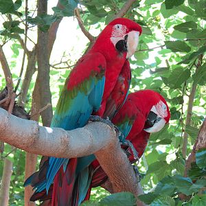 South America - Walk-through Aviary Yard - Green-winged Macaw