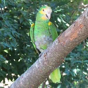 South America - Walk-through Aviary Yard - Yellow-shouldered Amazon