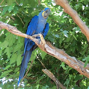 South America - Walk-through Aviary Yard - Hyacinth Macaw